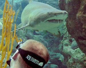 Shark Dive, Florida Aquarium - Tampa