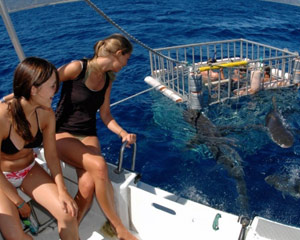 Shark Tour Oahu, North Shore - 2 Hours (Ride Along Experience, No Diving Included)