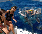 Shark Tour Oahu, North Shore - 2 Hours (Ride Along Experience, No Diving Included)
