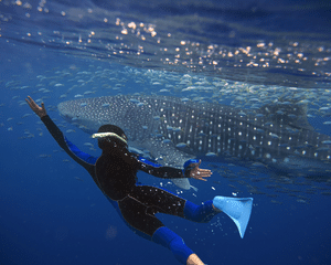Swim With Whale Sharks, Riviera Maya - 7 Hours