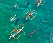 Swim With Whale Sharks, Riviera Maya - 7 Hours
