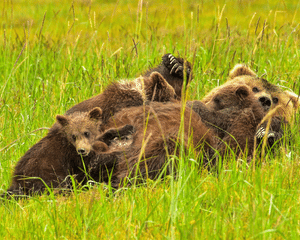 Half-Day Bear Viewing Tour from Kenai, Alaska - 6 Hours