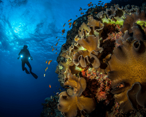 Cancun Reef and Wreck Dive Experience, Mexico - 6 Hours