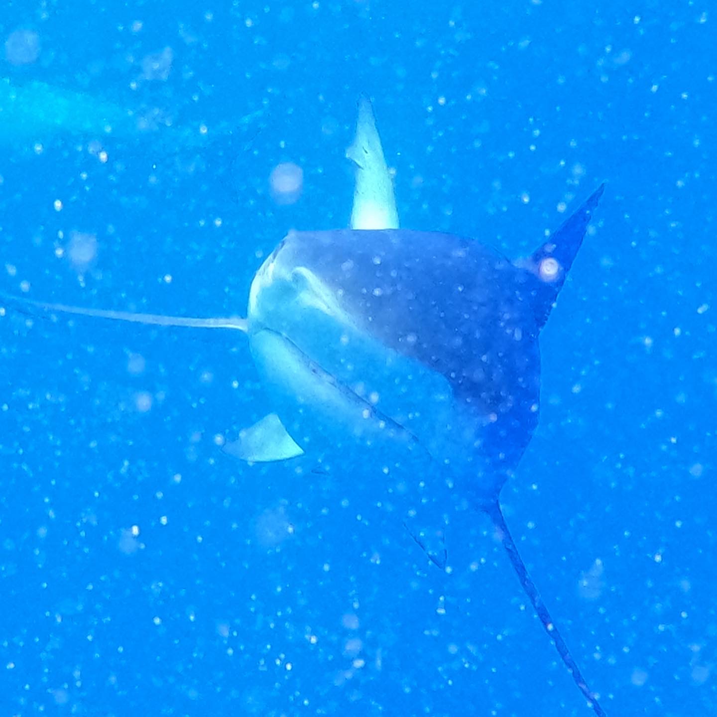 Image of Shark Cage Dive Oahu, North Shore - 2 Hours  review