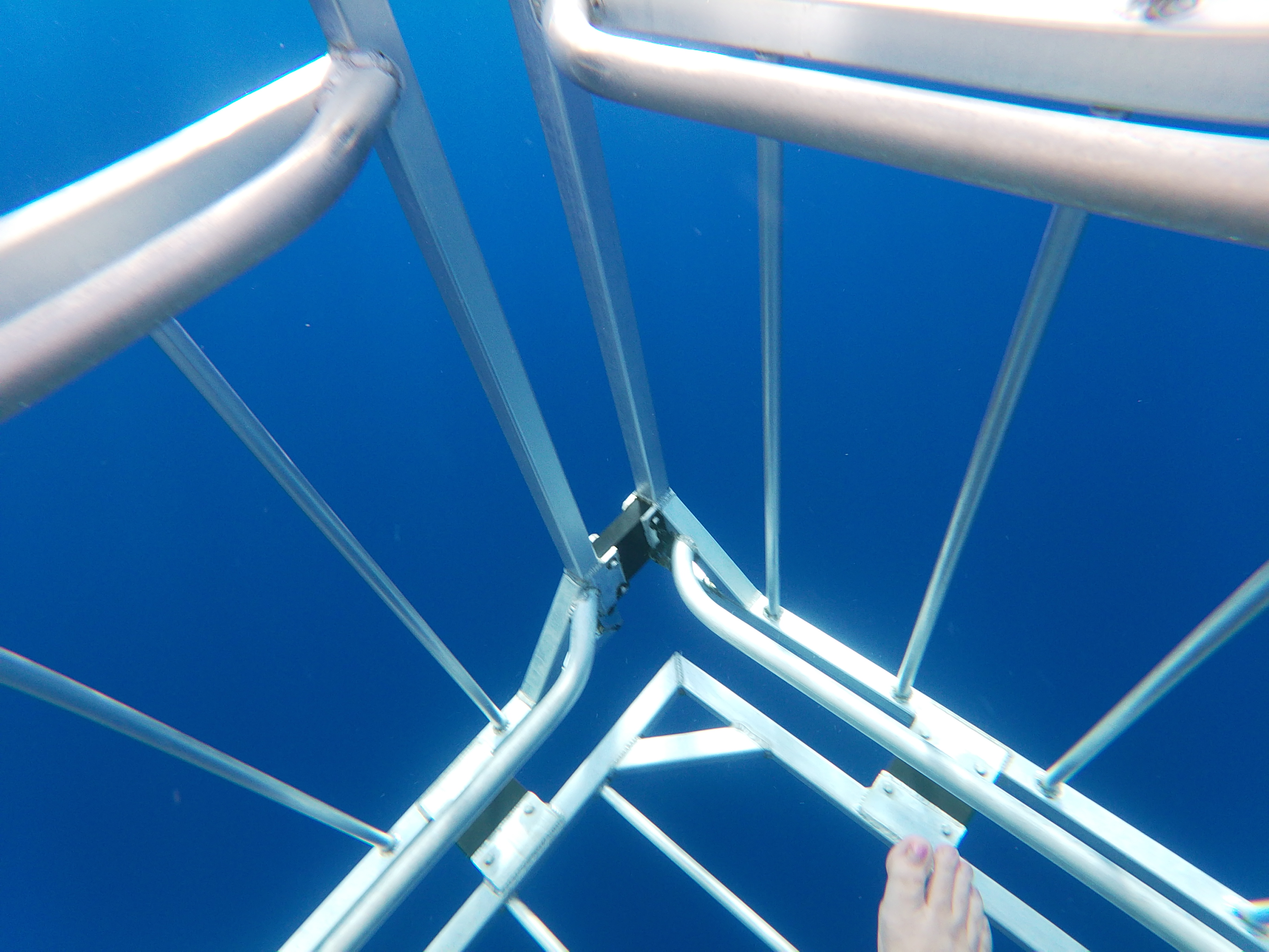 Image of Shark Diving Oahu  review