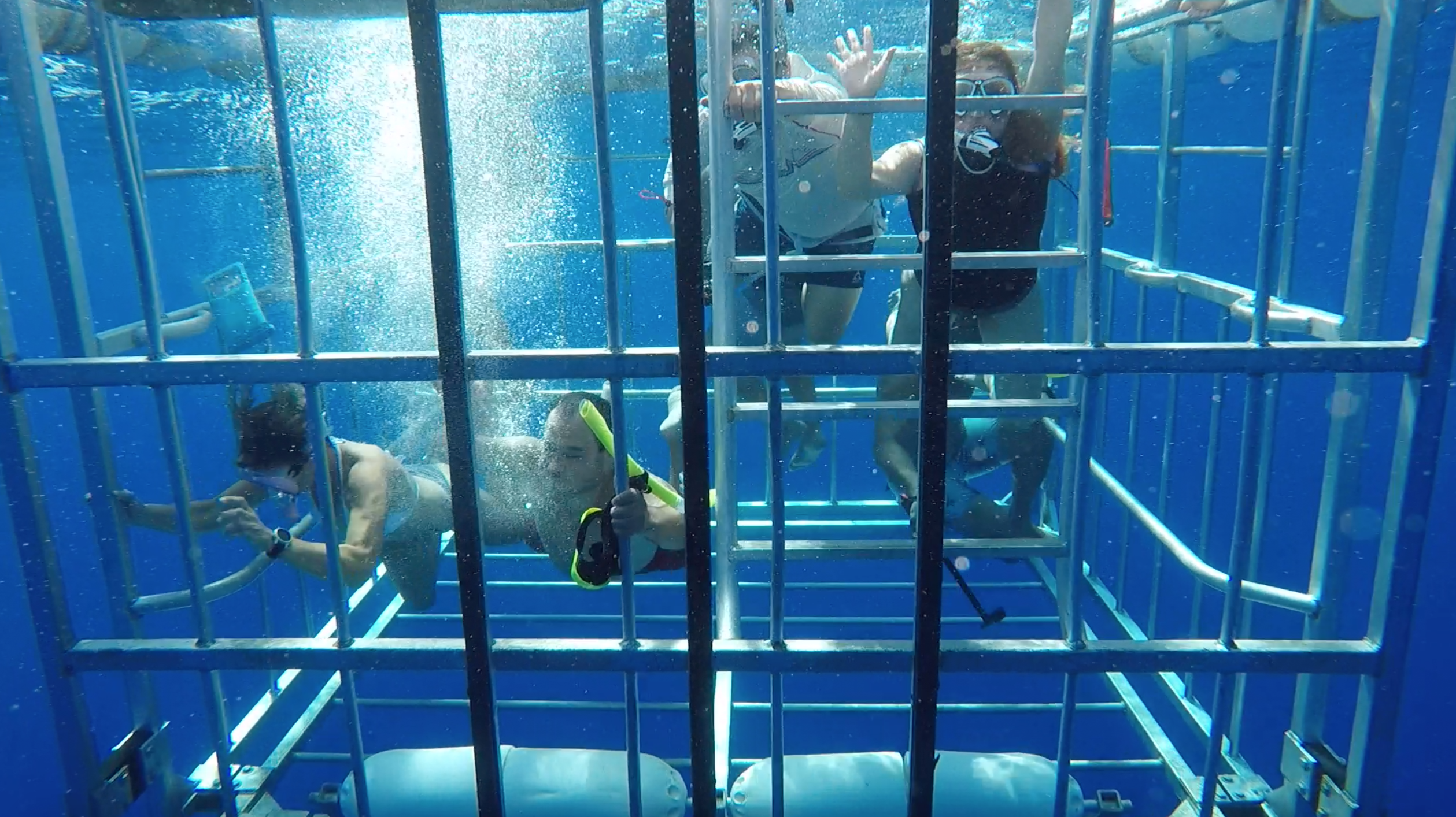 Image of Shark Diving Oahu  review